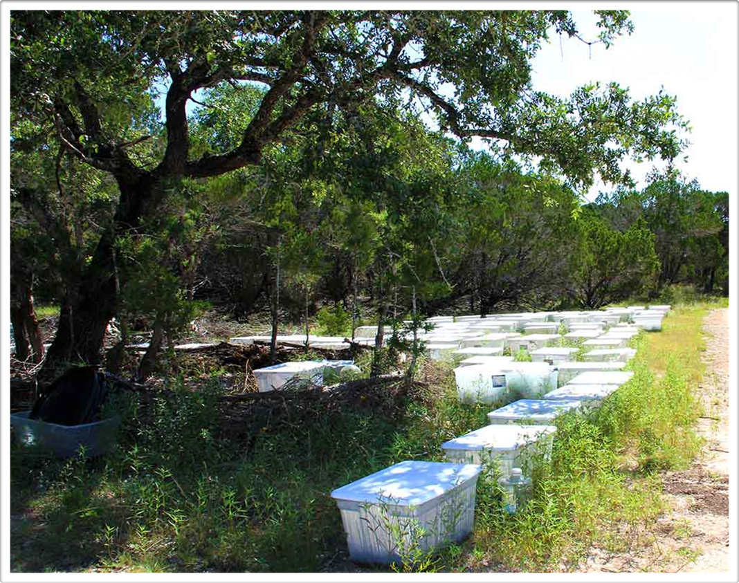 Living Forests in Boxes
Arte Land Austin Texas
Miniature Forest Factory